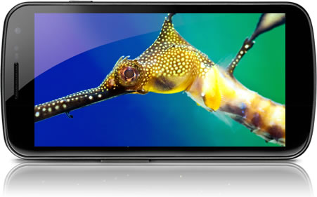 Samsung Galaxy Nexus Super AMOLED HD display