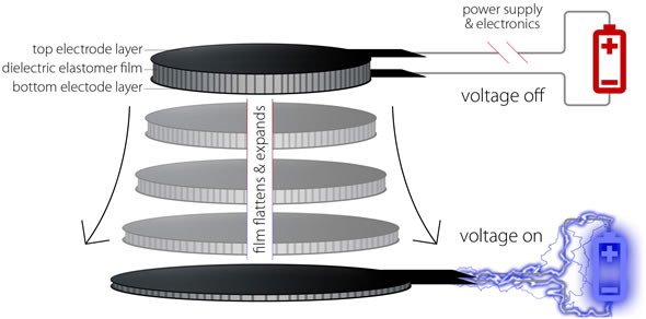 Dielectric elastomer construction for haptic feedback