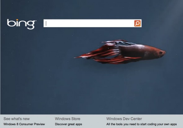 Bing page for Windows 8 Consumer Preview - betta fish