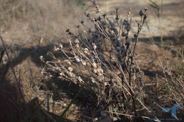 Fujifilm X100 sample shot: Andalusia, Spain @ 1/680sec f/4.0, ISO 200