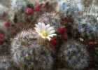 HTC One sample photo - cactus flower