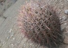 HTC One sample shot - cactus Camelback Mountain