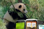 Sad panda HTC